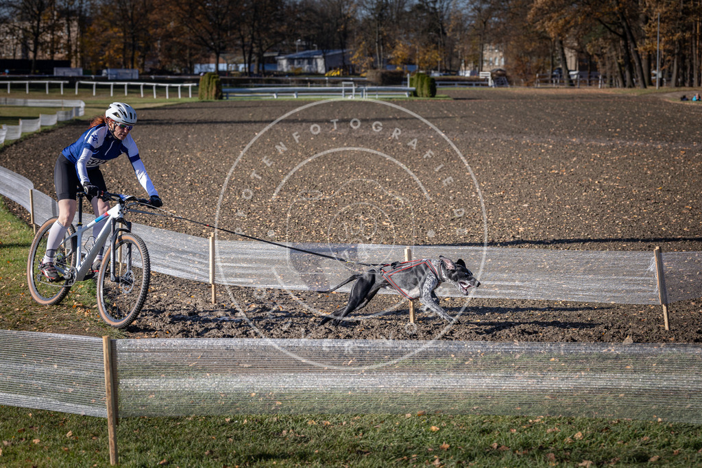CaniXpix_DV3A6548 | Hundefotografie, Tierfotograf, Pfotenfotografie, Fotoshooting Hund, Hunde Portrait, Hundesport, Hundeportraits, Heideshooting, Hunde, Sportfotograf, Hundefotograf, Turnierhundsport, THS,  - Realisiert mit Pictrs.com