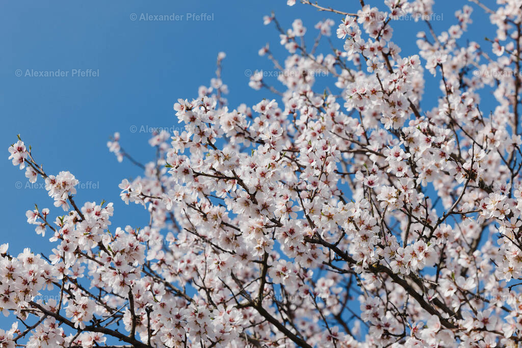 foto_c_pfeffel-partner-0177-R52_2636 | alexander-pfeffel - Realisiert mit Pictrs.com