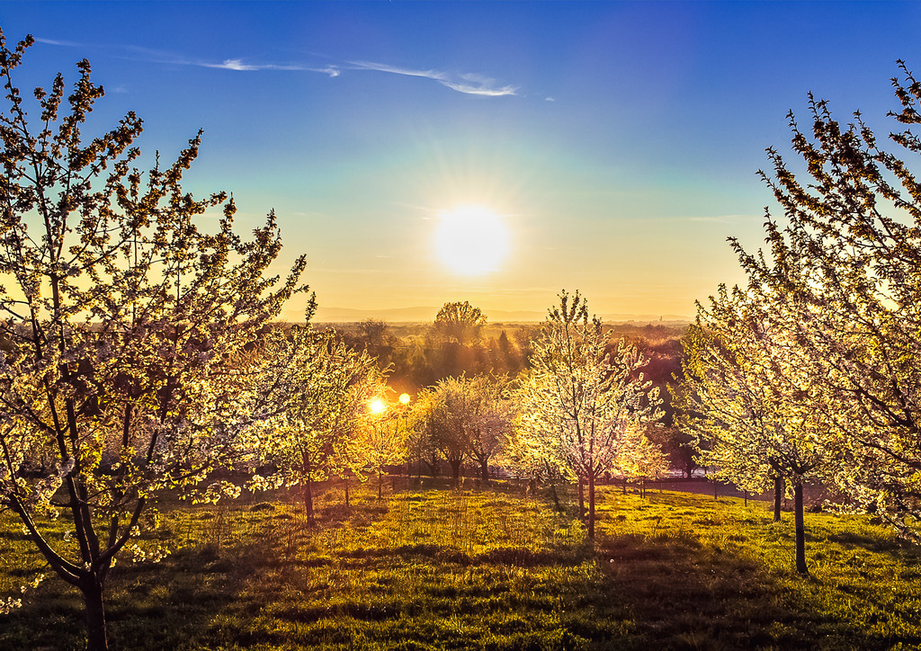 MPI_Blüten_0002 | Sonnenuntergang über Kirschbaumfeld bei Appenweier - Realisiert mit Pictrs.com