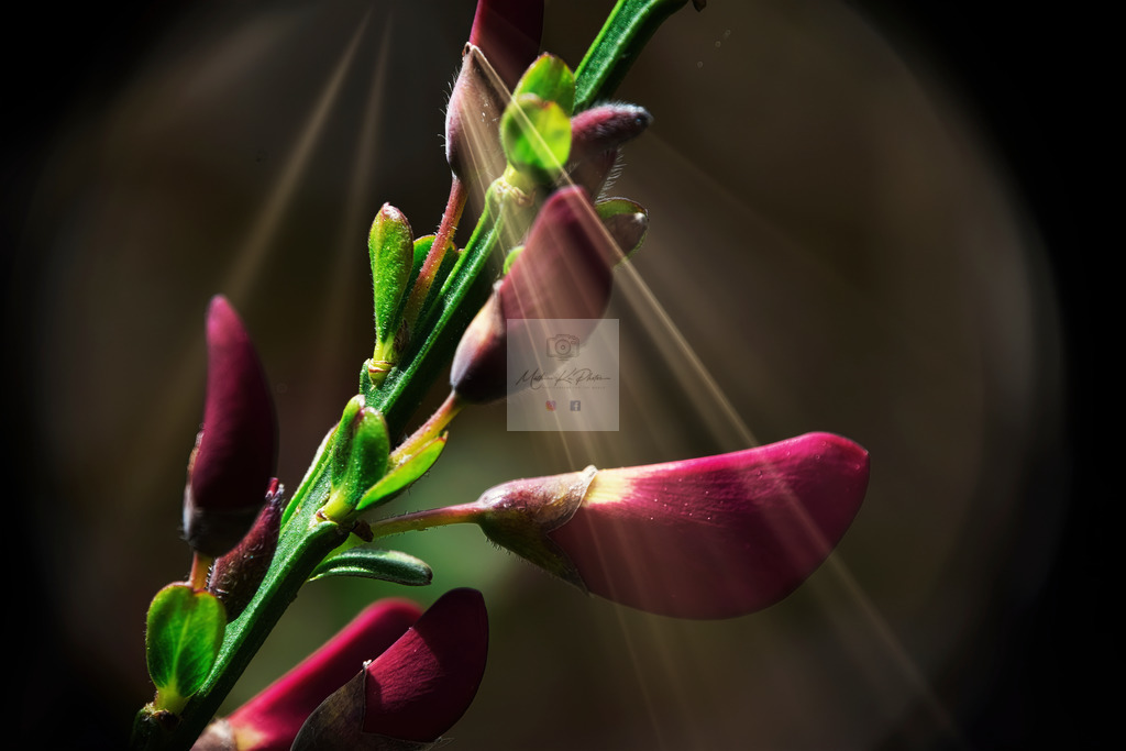 Makro - floral (39) | Buche Fotoshootings und entdecke hochwertige Fotoprodukte bei Mathias Ku Photos. Personalisiert, kreativ & mit Liebe zum Detail. Jetzt informieren! - Realisiert mit Pictrs.com