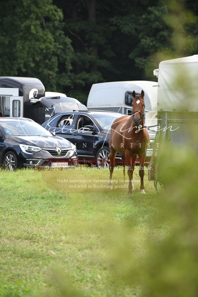 DSC_8608 | Pferde- und Turnierfotografie in Westsachsen. Pferdeportraits, Auftragszeichnungen und intuitive Kunst.