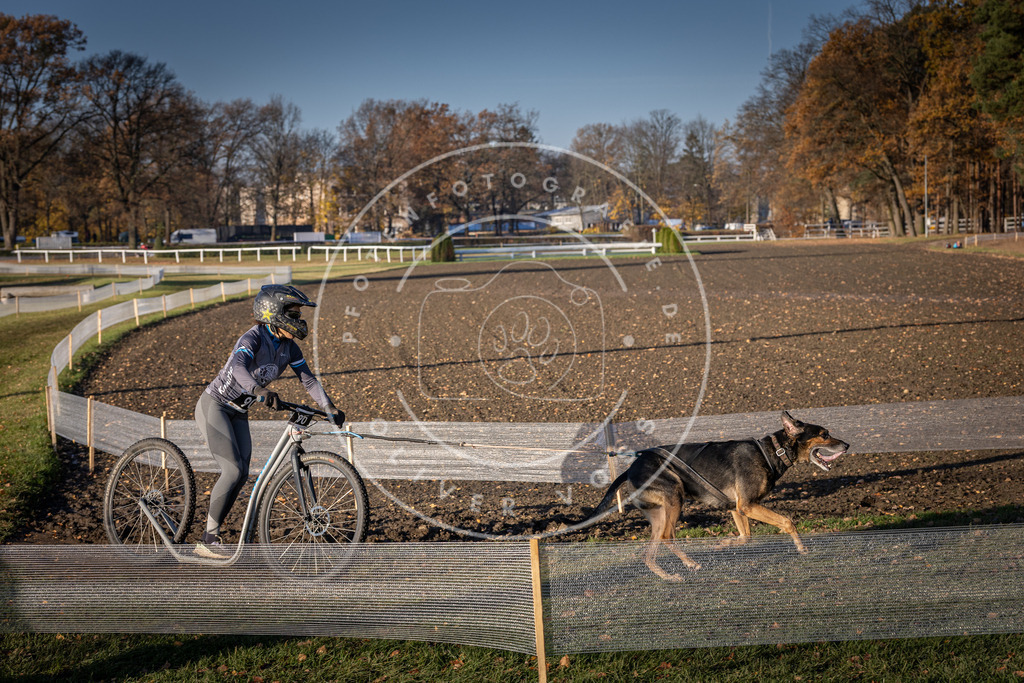CaniXpix_DV3A1880 | Hundefotografie, Tierfotograf, Pfotenfotografie, Fotoshooting Hund, Hunde Portrait, Hundesport, Hundeportraits, Heideshooting, Hunde, Sportfotograf, Hundefotograf, Turnierhundsport, THS,  - Realisiert mit Pictrs.com