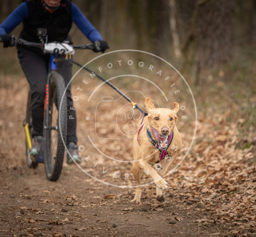Pfotenfotografie_DV3A7184 | Hundefotografie, Tierfotograf, Pfotenfotografie, Fotoshooting Hund, Hunde Portrait, Hundesport, Hundeportraits, Heideshooting, Hunde, Sportfotograf, Hundefotograf, Turnierhundsport, THS,  - Realisiert mit Pictrs.com