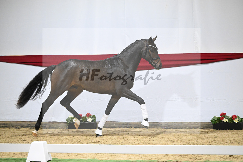 Kat-Nr. 5 v. Viva Gold_Blue Hors_63220142 | hf-fotografie - Realizzato con Pictrs.com