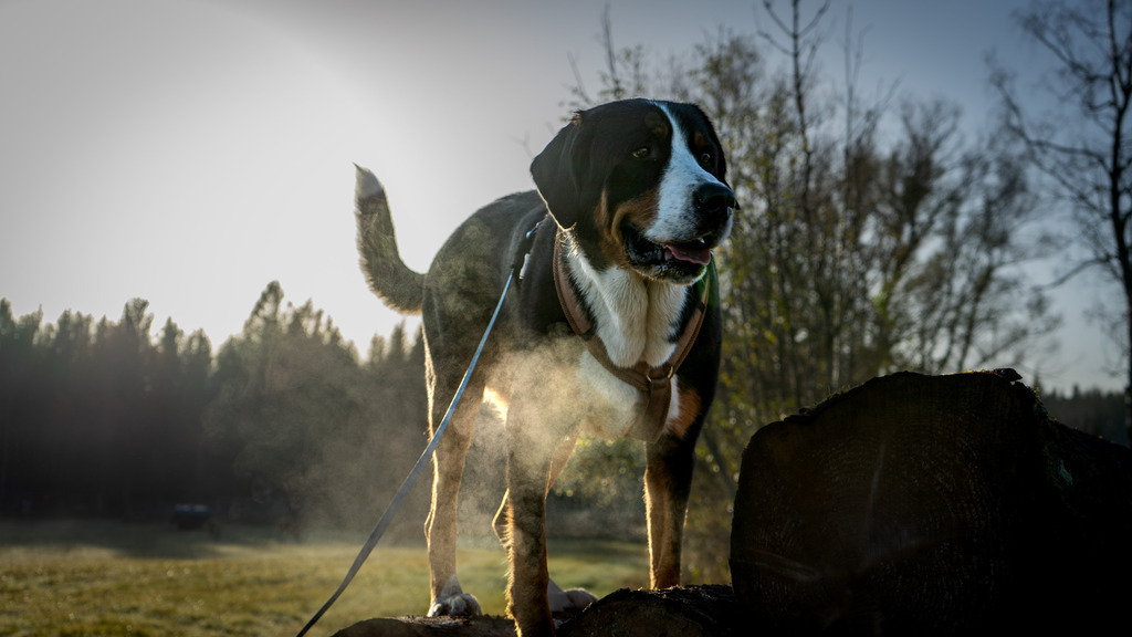 Oskar | paulependelt - Realisiert mit Pictrs.com