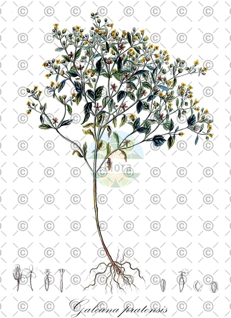 HistAbb_2519_1_FLORAD_SIMPLE | Historische Abbildung von Galeana pratensis - Asteraceae | Historical Illustration of Galeana pratensis - Asteraceae