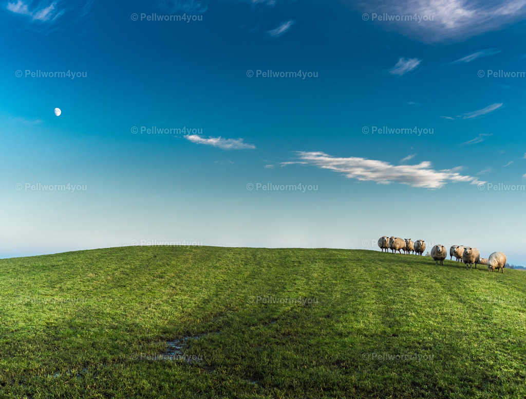 Pellworm-Pellworm-Schafe_20171229-_C290543-HDR-_pictrs | Pellwormer Bilder und Fotos als Poster, auf Leinwand mit Keilrahmen, hinter Acrylglas, auf Alu-Dibond oder Forex-Platte und vieles mehr. Zum verschenken, für die Ferienwohnung oder für zu Hause. - Realisiert mit Pictrs.com