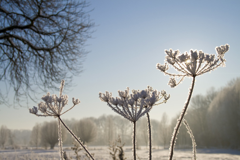 090109-151 | Europa, DEU, Deutschland, Nordrhein Westfalen, NRW, Rheinland, Niederrhein, Krefeld, Naturschutzgebiet Huelser Bruch, Winter, Landschaft, Kondensierte Eiskristalle nach naechtlichem Eisnebel, Winter, Frost, Kategorien und Themen, Natur, Umwelt, Landschaft, Jahreszeiten, Stimmungen, Landschaftsfotografie, Landschaften, Landschaftsphoto, Landschaftsphotographie, Wetter, Wetterelemente, Wetterlage, Wetterkunde, Witterung, Witterungsbedingungen, Wettererscheinungen, Meteorologie, Wettervorhersage....[Fuer die Nutzung gelten die jeweils gueltigen Allgemeinen Liefer-und Geschaeftsbedingungen. Nutzung nur gegen Verwendungsmeldung und Nachweis. Download der AGB unter http://www.image-box.com oder werden auf Anfrage zugesendet. Freigabe ist vorher erforderlich. Jede Nutzung des Fotos ist honorarpflichtig gemaess derzeit gueltiger MFM Liste - Kontakt, Uwe Schmid-Fotografie, Duisburg, Tel. (+49).2065.677997, ..archiv@image-box.com, www.image-box.com] - Realisiert mit Pictrs.com