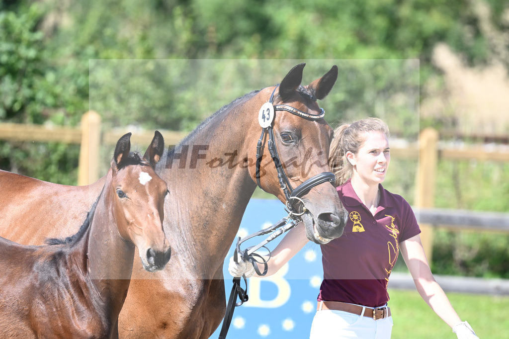 Kat-Nr. 43 SF Limbothello B x Baloubini B_Reissler_28230854 | hf-fotografie - Realisiert mit Pictrs.com