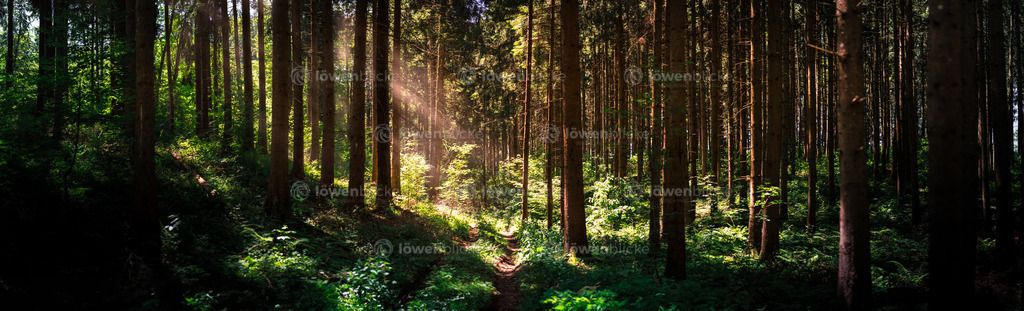 Wald bei Böhmenkirch | löwenblicke | shop