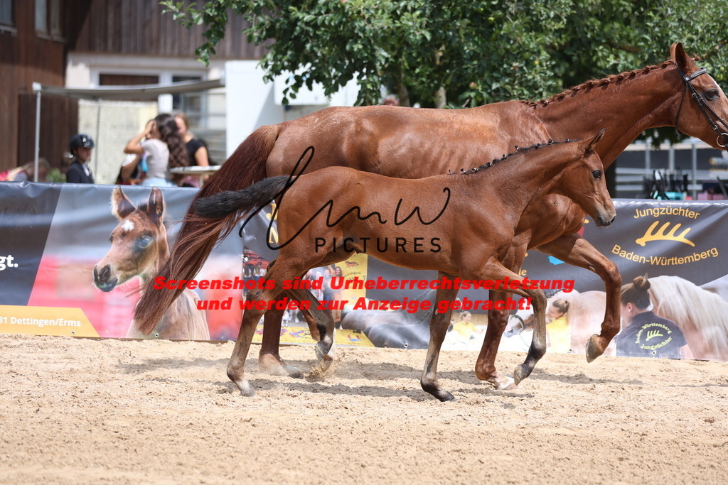 Fohlenschau_Schwäbisch_Hall_dressurbetonte_Fohlen_Goldring_KN 6_6 | lmwpictures - Realisiert mit Pictrs.com