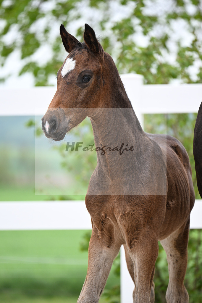 Kat-Nr. 7 HF Be Sure x Lorentin I_Diez_23260819 | hf-fotografie - Realisiert mit Pictrs.com