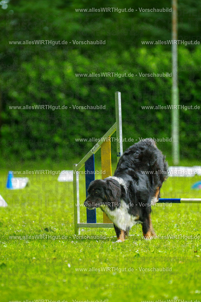 @allesWIRTHgut_Tierfotografie - www.allesWIRTHgut.de - 091257-7R506729 | Professionelle Tierfotografie in Mönchengladbach von Daniel Wirth (allesWIRTHgut). Liebevolle & natürliche Bilder von Hunden & Katzen für unvergessliche Erinnerungen.