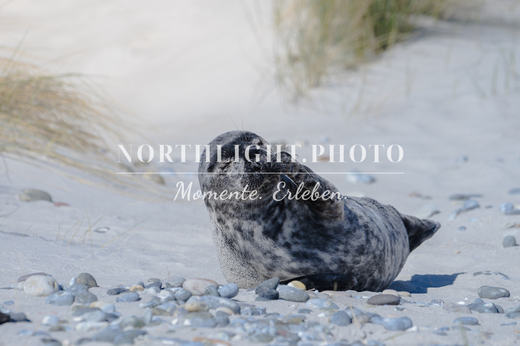 DSC08884 | Exklusive Landschaftsfotografien von der Ostsee, ganz Deutschland und dem Rest der Welt. Gedruckt auf hochwertigen Materialien. Die Welt an deiner Wand - jetzt im Northlight.Photo Shop bestellen. - Realisiert mit Pictrs.com