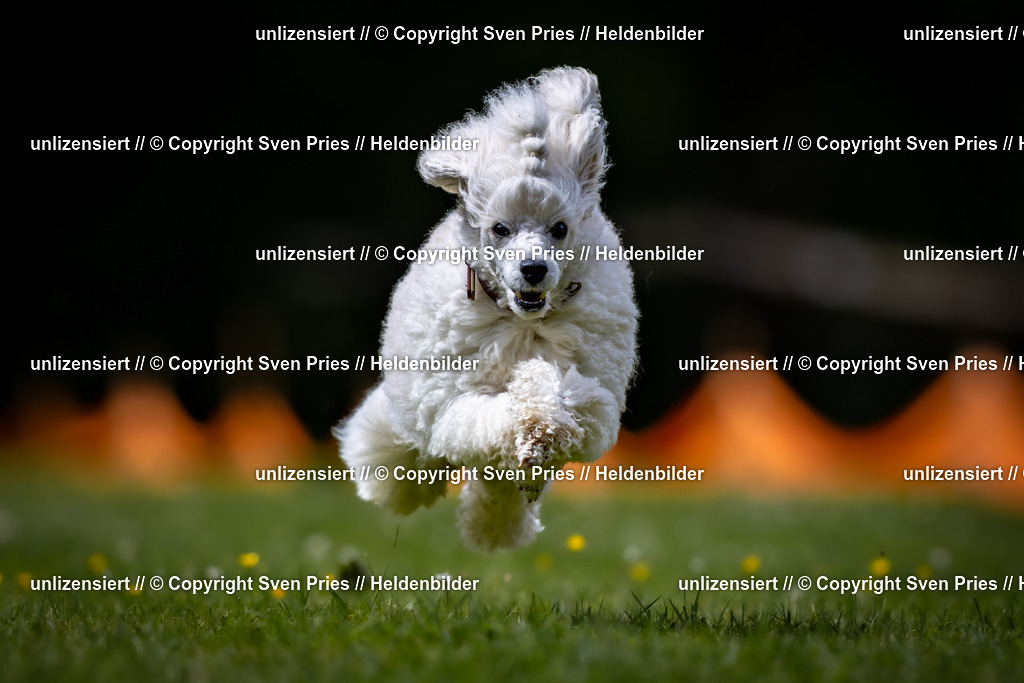 Sven Pries | 2026-05-14 - Hunderennen KA Durlach Vatertag 2026 - Realisiert mit Pictrs.com