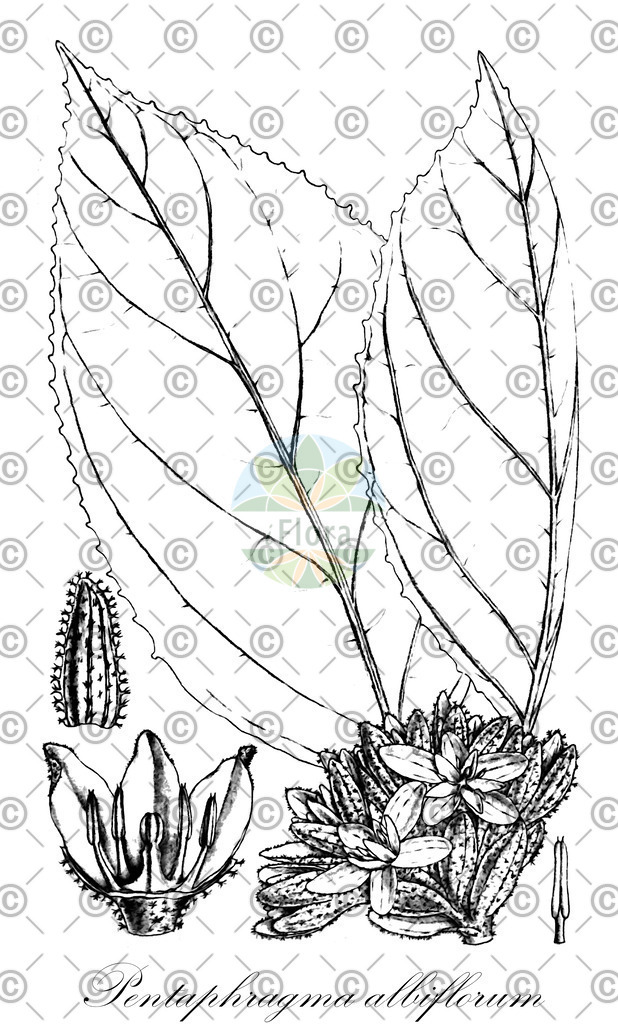 HistAbb_wfo-0000889319_1_ENZY_Simple | Historische Abbildung von Pentaphragma albiflorum - Pentaphragmataceae | Historical Illustration of Pentaphragma albiflorum - Pentaphragmataceae