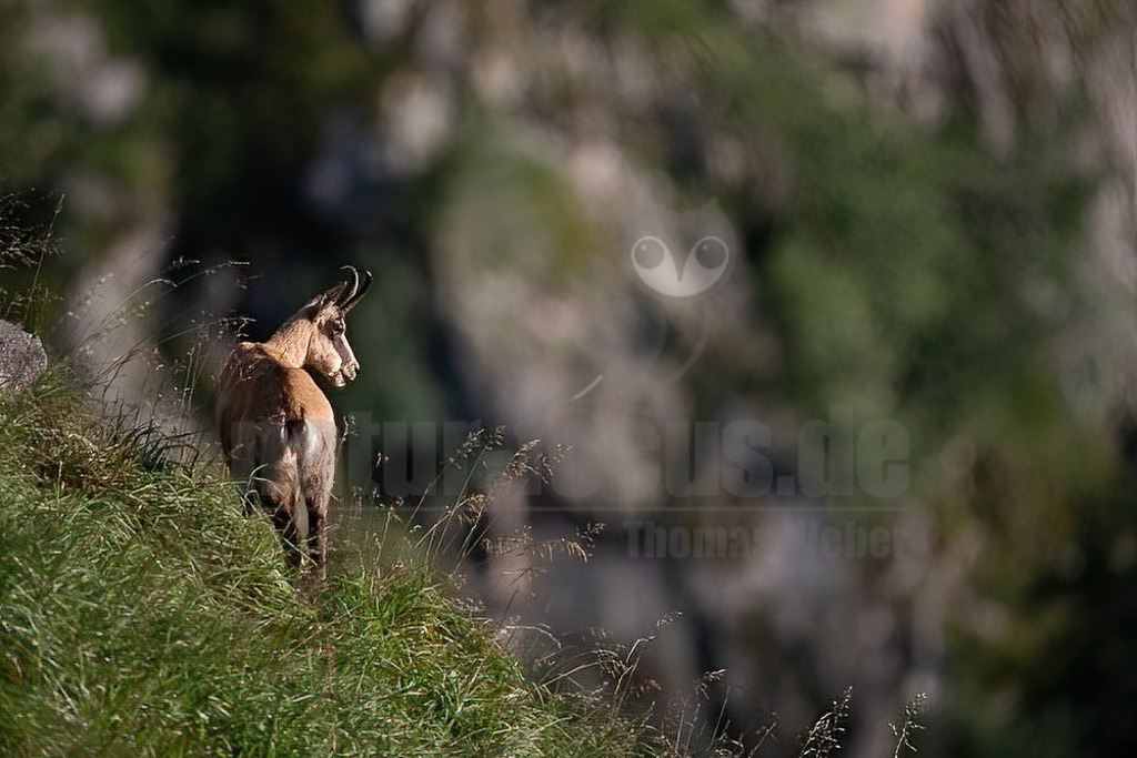 20210725075116 | Die Gämse (Rupicapra rupicapra), in der Jägersprache mit Gams oder Gamswild bezeichnet, ist eine in Europa und Kleinasien beheimatete Art der Ziegenartigen. Zusammen mit der Pyrenäen-Gämse und weiteren Arten gehört sie zur Gattung der Gämsen (Rupicapra). - Realisiert mit Pictrs.com
