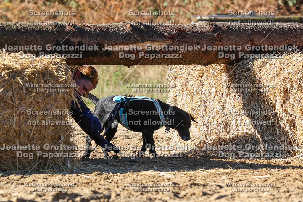 Dog Paparazzi - Strongdog 10-25-2067 | Dog Paparazzi Jeanette Grottendiek Fotografie & Videografie - Realisiert mit Pictrs.com