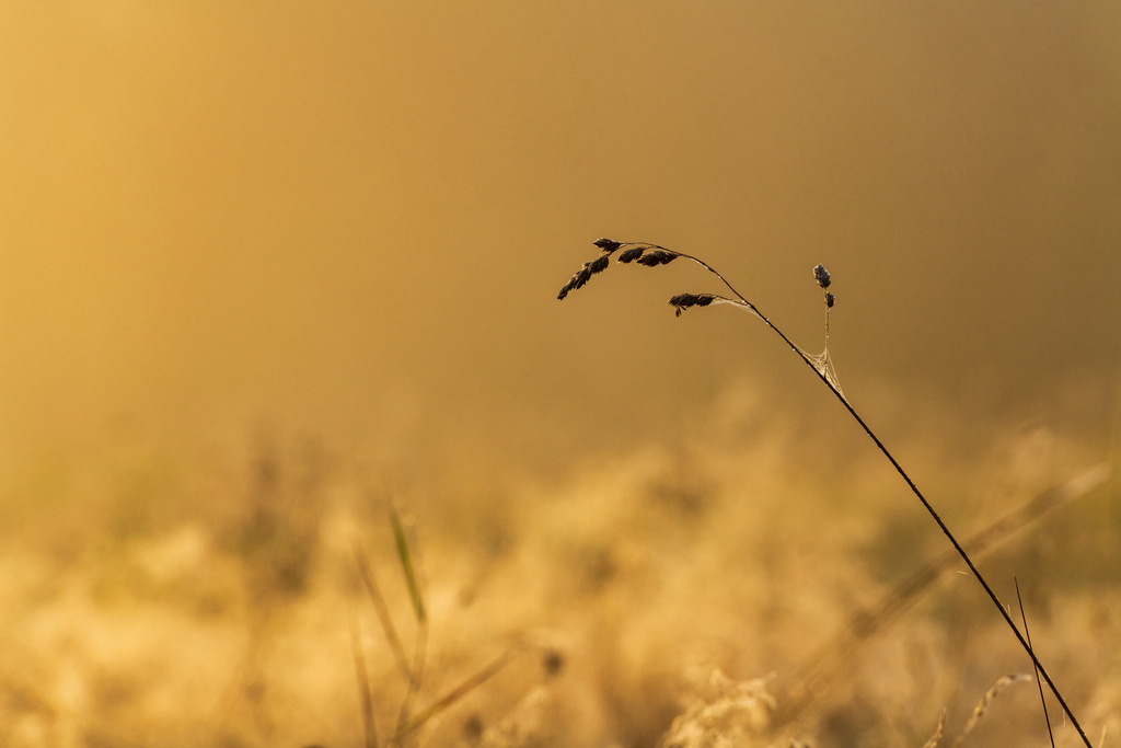 2024_10_04_HIMMELMOOR-NEBEL_MCP7307 | Hochwertig gedruckte Fotografien für die Wand, als Kalender und zum Verschenken. Hamburg & Norddeutschland und überall wo ich mit der Kamera unterwegs war.