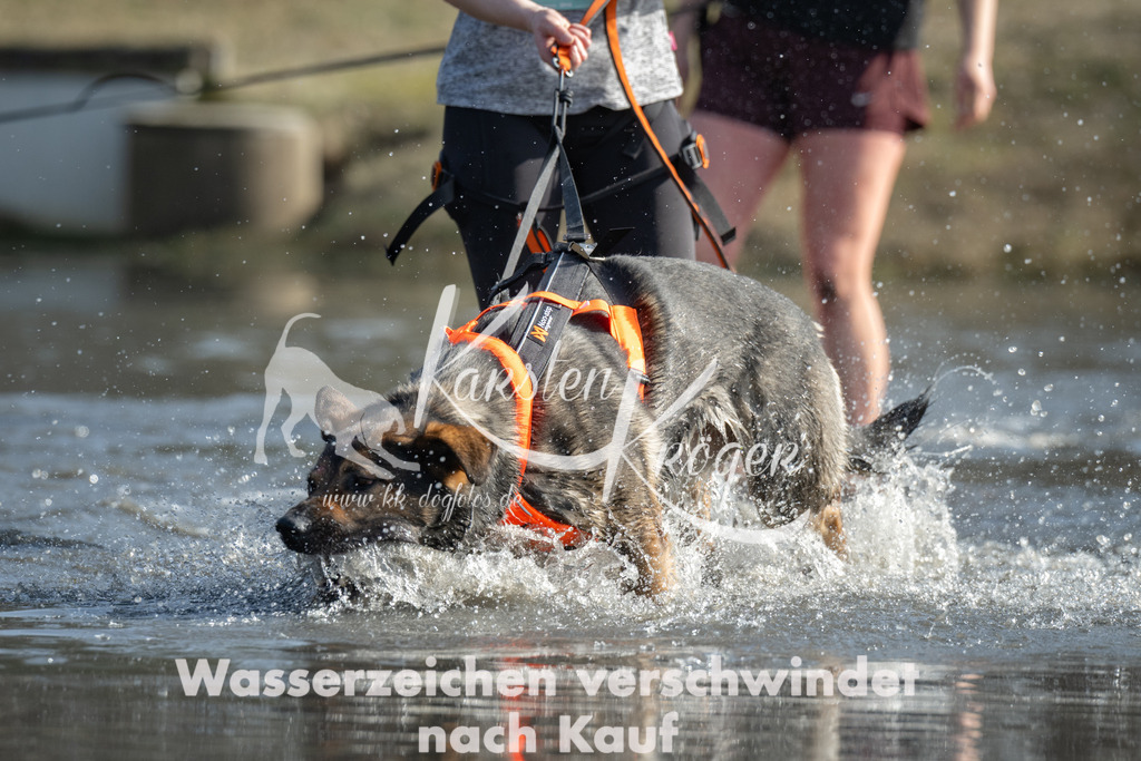 1316_ZZ95529 | kk-dogfotos
