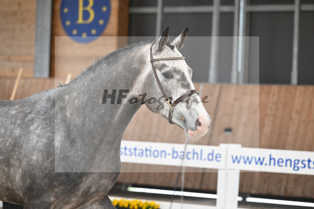 Kat-Nr. 5 Ziroccos Blanc v. Zirocco Blue_Engelbrecht_14260419 | hf-fotografie - Realizzato con Pictrs.com