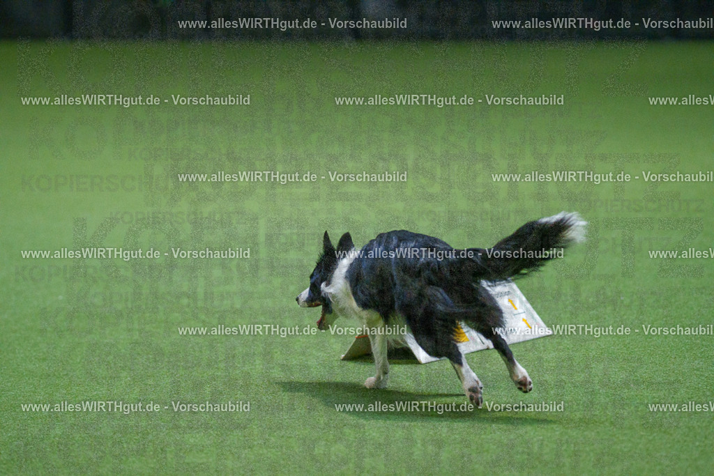 7R501026 | Professionelle Tierfotografie in Mönchengladbach von Daniel Wirth (allesWIRTHgut). Liebevolle & natürliche Bilder von Hunden & Katzen für unvergessliche Erinnerungen.
