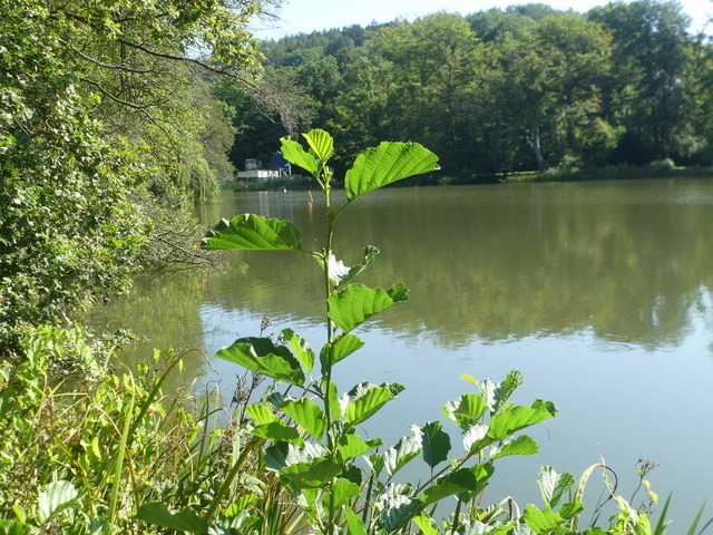 Schwarzerle 3 | Verkauf von Fotos und  Videoclips zumThema Natur.Motive sind Pflanzen, Tiere, Landschaftenund Wetter - Realisiert mit Pictrs.com
