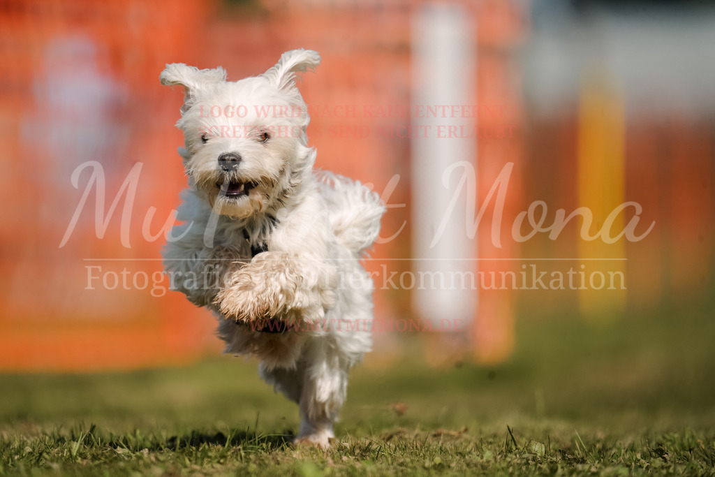 20250928_Hunderennen-625 | MuT (Mensch und Tier) mit Mona - Fotografie und Tierkommunikation - Realisiert mit Pictrs.com
