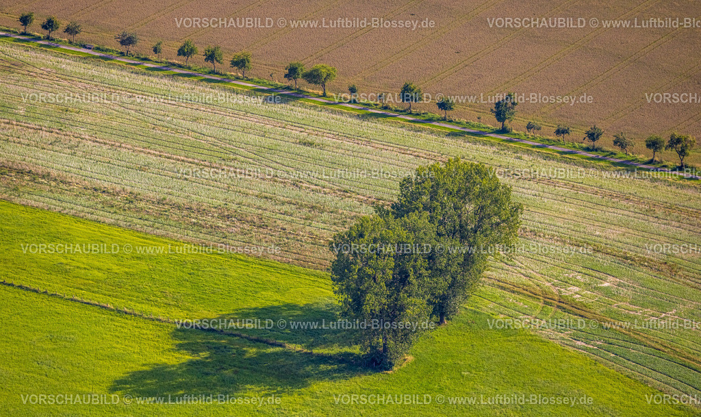 Beckum230804507 | Luftbild, Bäume und Baumallee, Wiesen und Felder am Deipenbach, Beckum, Münsterland, Nordrhein-Westfalen, Deutschland