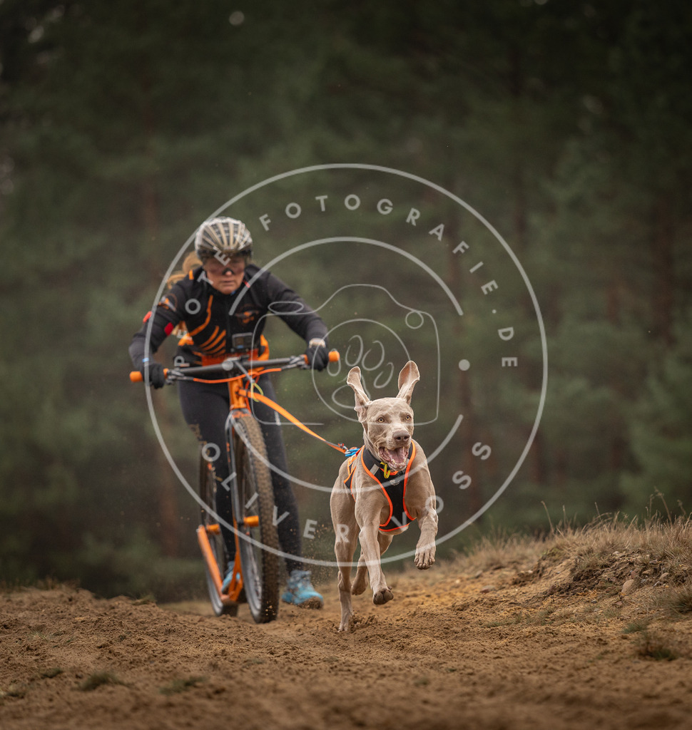 Pfotenfotografie_DV3A4941 | Hundefotografie, Tierfotograf, Pfotenfotografie, Fotoshooting Hund, Hunde Portrait, Hundesport, Hundeportraits, Heideshooting, Hunde, Sportfotograf, Hundefotograf, Turnierhundsport, THS,  - Realisiert mit Pictrs.com