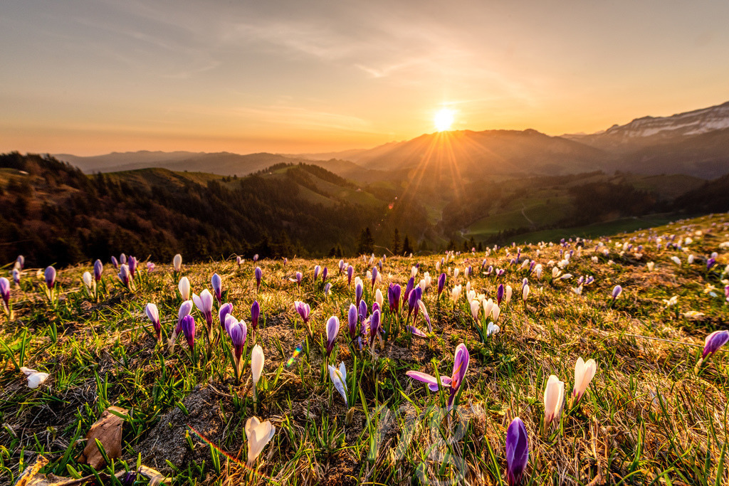 Sonnenaufgang im Frühling auf dem Rämisgümmen während der Krokusblüte, Emmental | Die ideale Geschenkidee für Naturliebhaber. Naturbilder von Marcel Gross Photography für ihr Zuhause in den verschiedensten Formaten und Materialien. - Realisiert mit Pictrs.com
