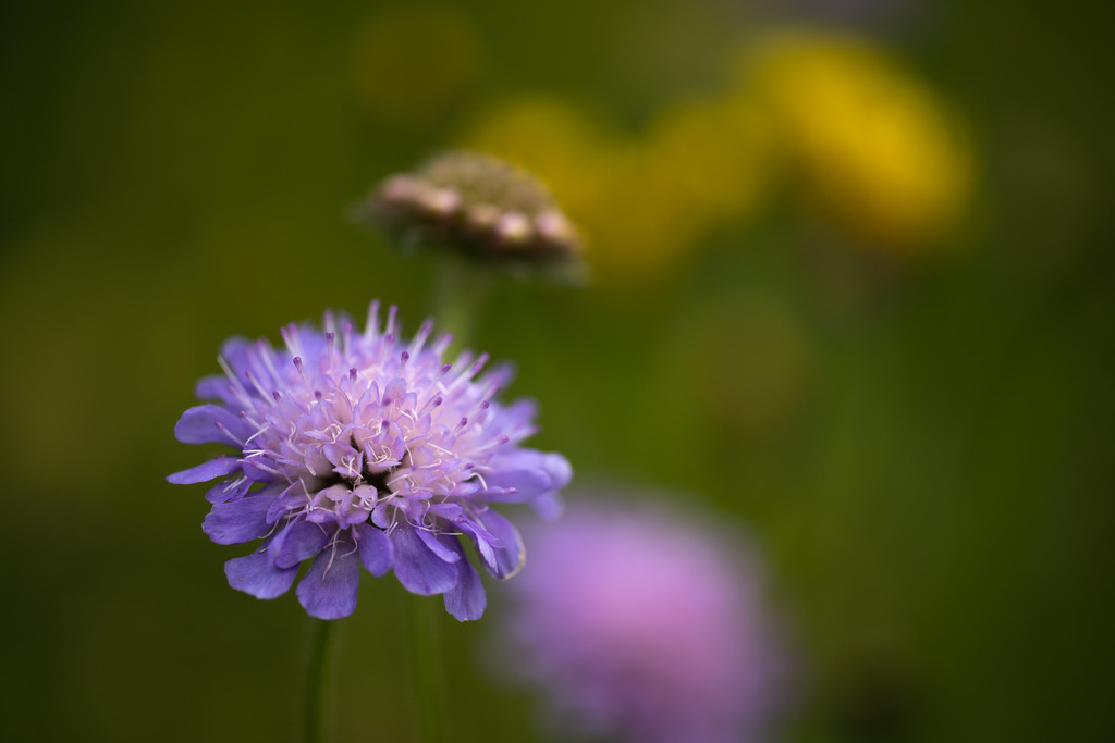 Skabiose | Makroaufnahme mit Nikon ZF, AF-S Micro Nikkor 105mm f2.8