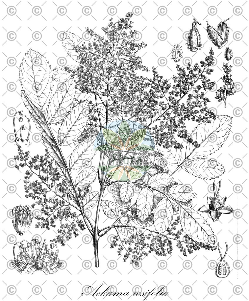 HistAbb_wfo-0000516687_1_ENZY_Simple | Historische Abbildung von Ackama rosifolia - Cunoniaceae | Historical Illustration of Ackama rosifolia - Cunoniaceae