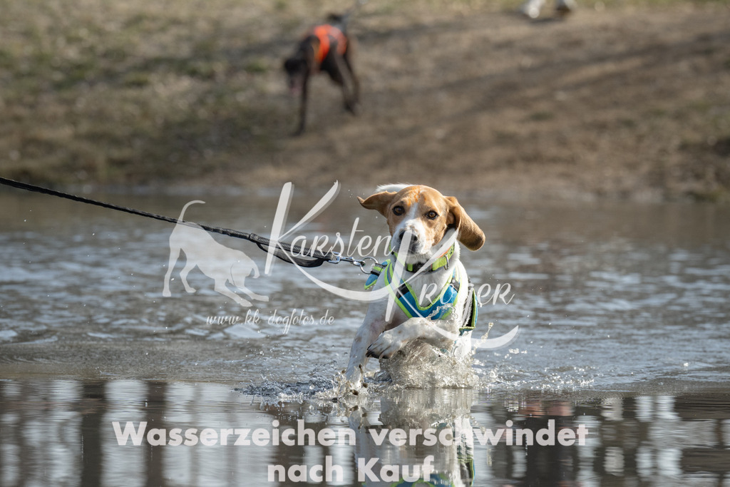 1246_ZZ91969 | kk-dogfotos