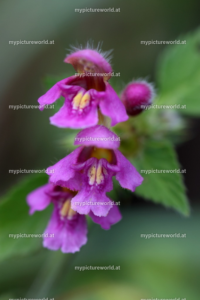 Gemeiner Hohlzahn-002 | Das Bilderarchiv über Tiere, Planzen und Landschaften. In der Bilddatenbank finden Sie ein große Auswahl an hochwertigen Bilder für Ihre Werbung - Realized with Pictrs.com