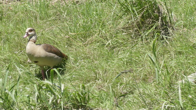 Nilgans (2) | Verkauf von Fotos und  Videoclips zumThema Natur.Motive sind Pflanzen, Tiere, Landschaftenund Wetter - Realisiert mit Pictrs.com