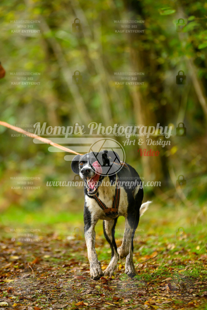 MompixPhotography_20TSB_E1_Run-42 | PayLife