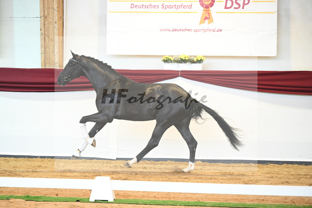 Kat-Nr. 22 v. Don Juan de Hus_Mueller_66220706 | hf-fotografie - Realisiert mit Pictrs.com