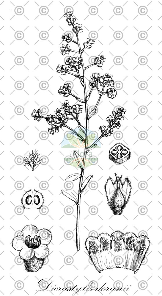 HistAbb_wfo-0000646329_1_ENZY_Simple | Historische Abbildung von Dicrastylis doranii - Lamiaceae | Historical Illustration of Dicrastylis doranii - Lamiaceae
