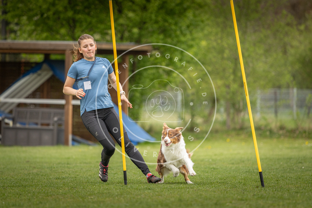 Pfotenfotografie_DV3A0219 | Hundefotografie, Tierfotograf, Pfotenfotografie, Fotoshooting Hund, Hunde Portrait, Hundesport, Hundeportraits, Heideshooting, Hunde, Sportfotograf, Hundefotograf, Turnierhundsport, THS,  - Realisiert mit Pictrs.com