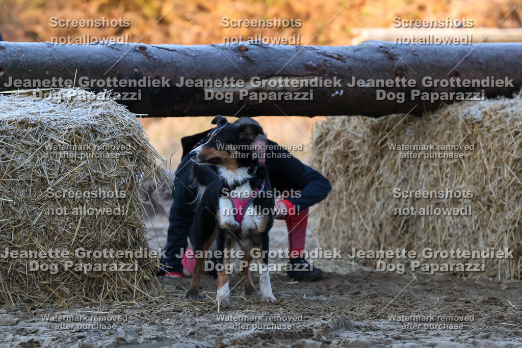 Dog Paparazzi - Strongdog 10-25-416 | Dog Paparazzi Jeanette Grottendiek Fotografie & Videografie - Realisiert mit Pictrs.com