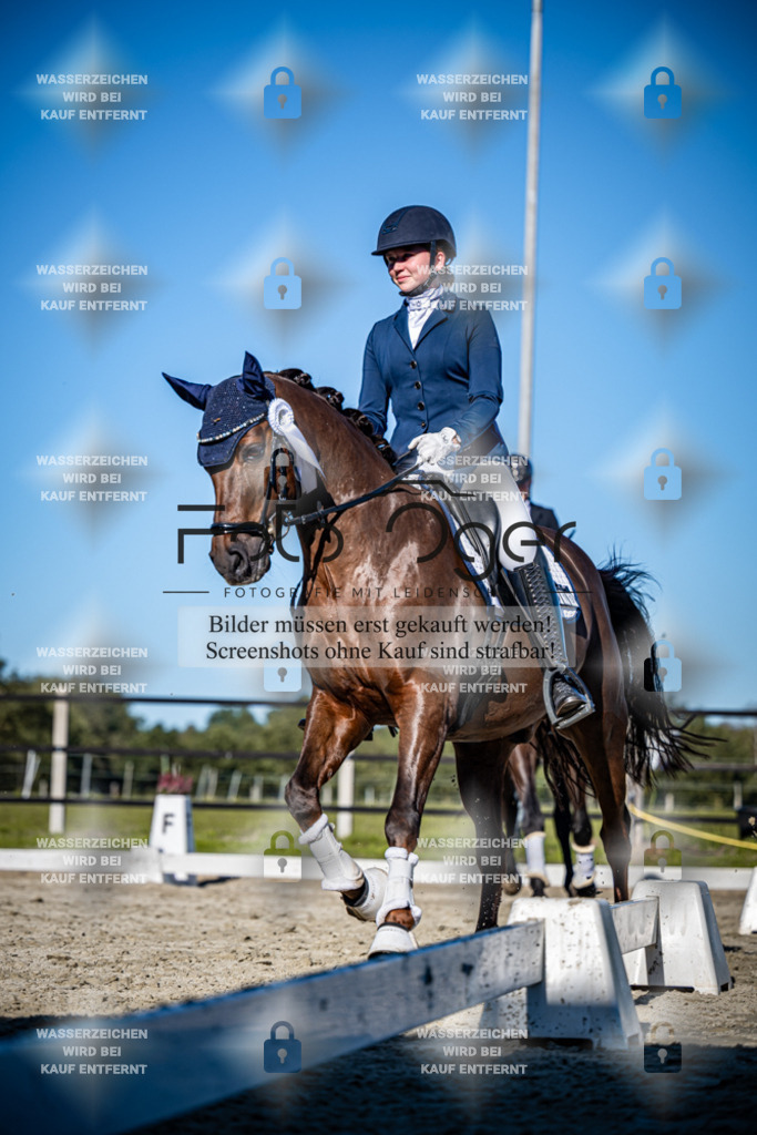 2026-09-Lohne-11-0034 | Entdecke hochwertige Reitturnierfotos von Foto Oger. Professionell, emotional und authentisch – jetzt Lieblingsmomente im Shop bestellen.Deutschlandweite Turnierfotografie. - Realisiert mit Pictrs.com