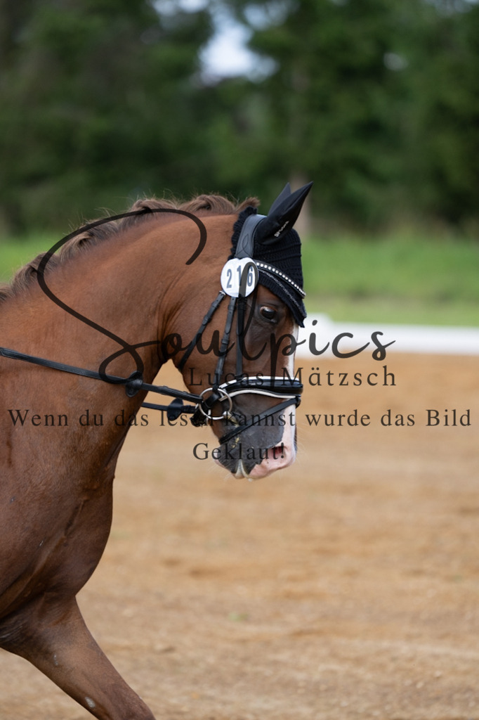 A7V03804 | Turnier/Reitfotograf