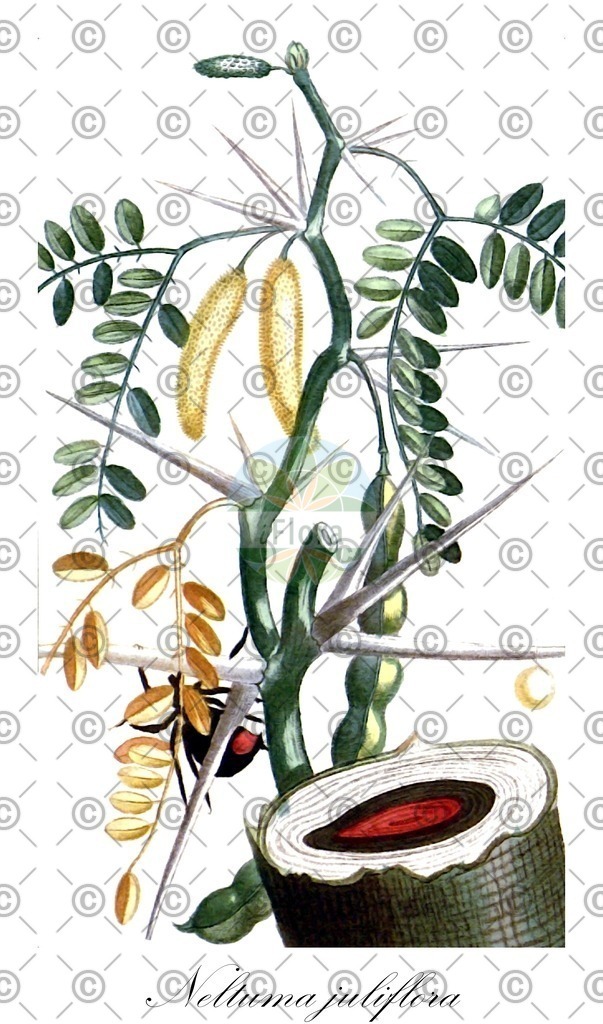 HistAbb_wfo-0000184288_3_ENZY_Simple | Historische Abbildung von Neltuma juliflora - Fabaceae (Algarroba-Baum;Mesquite-Baum) | Historical Illustration of Neltuma juliflora - Fabaceae