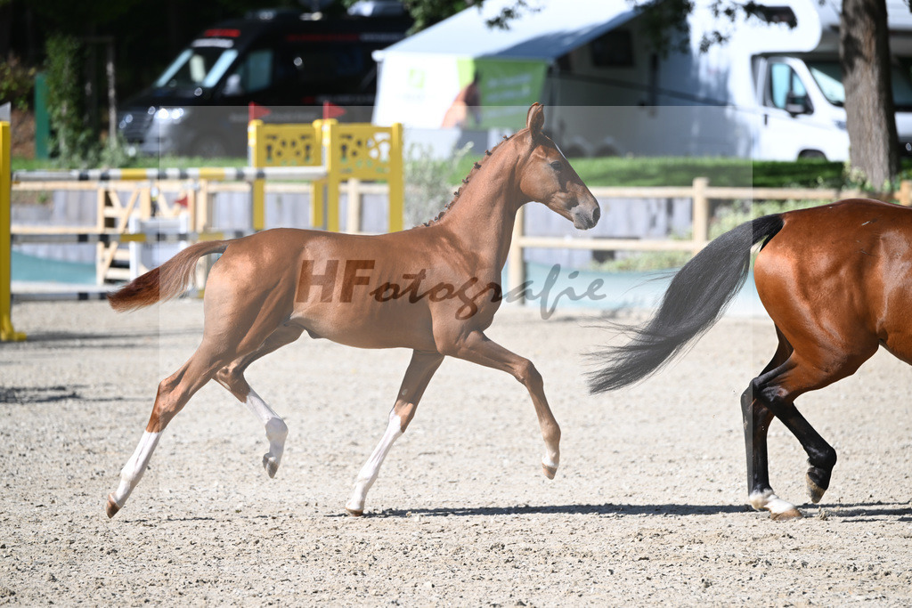 Fohlenauktion Next Chance_49220238 | hf-fotografie - Realisiert mit Pictrs.com