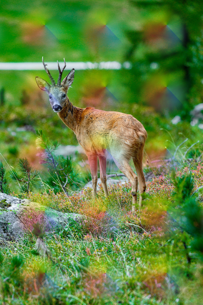2023091519 | FineArtPrint, Hahnemühle, FeeGalerie, Fee Galerie, Fotokunst, Fotografie, Canonphotography, Bergfoto, Matterhorn, Rimpfischhorn, Allalinhorn, Saas-Fee, Wallis, Valais, Switzerland, Bergfotografie