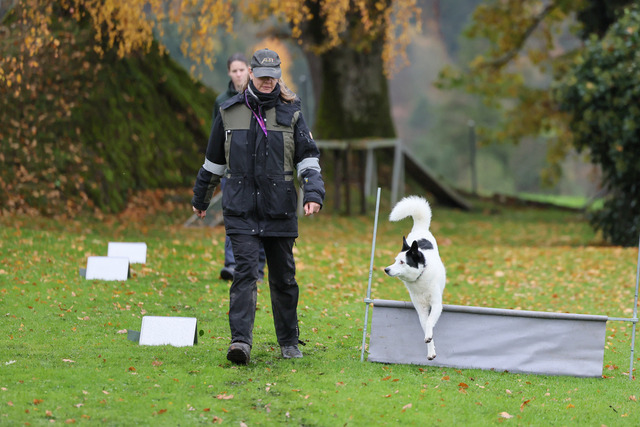 2025_Rally_Obedience_SM-89 | Ich fotografiere Hundeausstellungen, Sportanlässe, Zuchtstätten, Hundezucht, Hundeportrait, Lagotto - Realisiert mit Pictrs.com