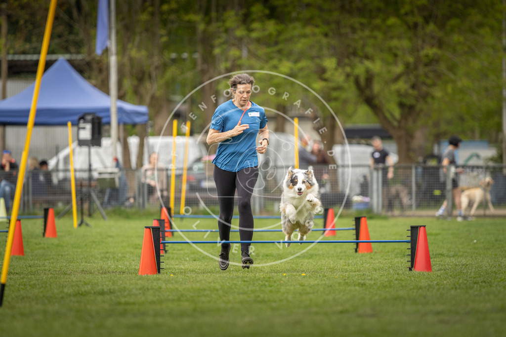 Pfotenfotografie_DV3A8574 | Hundefotografie, Tierfotograf, Pfotenfotografie, Fotoshooting Hund, Hunde Portrait, Hundesport, Hundeportraits, Heideshooting, Hunde, Sportfotograf, Hundefotograf, Turnierhundsport, THS,  - Realisiert mit Pictrs.com