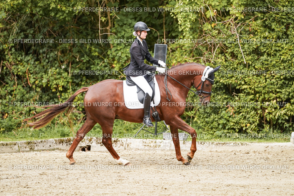 DSC00437 | Pferdegrafie