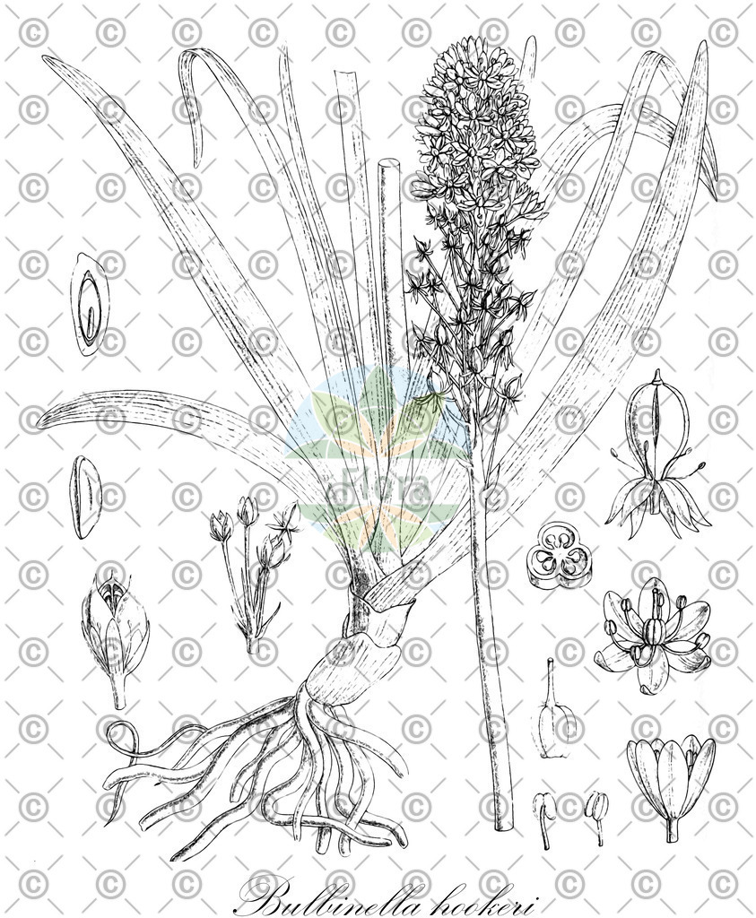HistAbb_wfo-0000762476_1_ENZY_Simple | Historische Abbildung von Bulbinella hookeri - Asphodelaceae | Historical Illustration of Bulbinella hookeri - Asphodelaceae